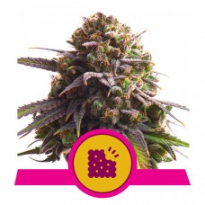 Biscotti - Royal Queen Seeds