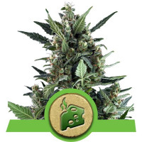 Blue Cheese Auto - Royal Queen Seeds