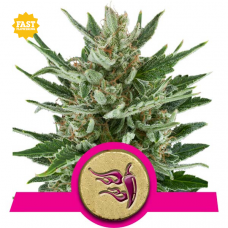 Speedy Chile Fast - Royal Queen Seeds